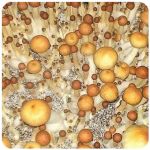 Псилоцибиновые (галлюциногенные)  грибы Psilocybin "Golden Teacher" в Каменке