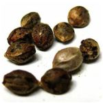 Семена марихуаны АК-47  (Seeds AK-47) в Каменке